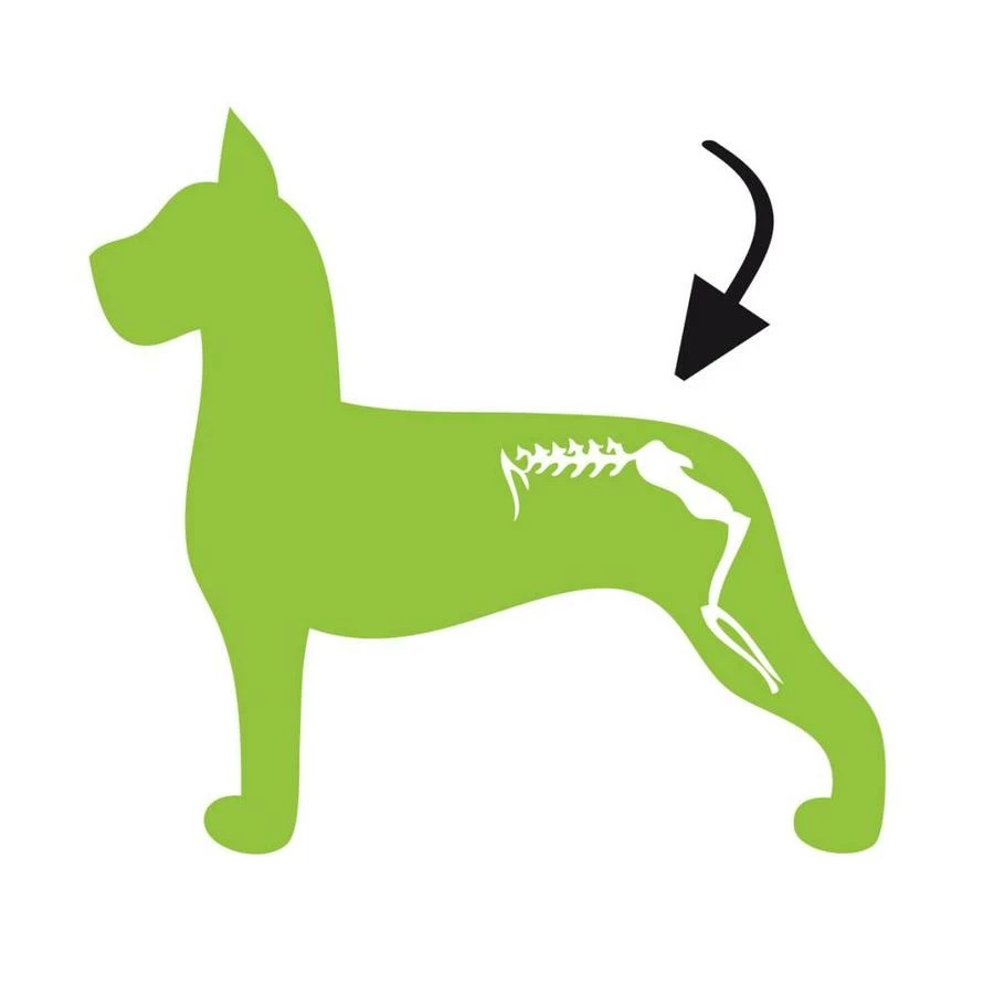 Excellent Dog Mobility Plus 2 Excellent Dog Mobility Plus - Afbeelding 2