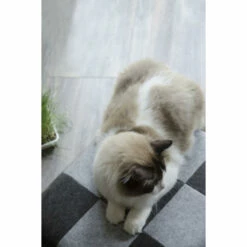 Let's Pet Cube Kattenslaapplaats -Trixie Winkel lets pet cube kattenslaapplaats 2