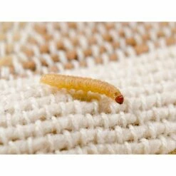 Refona Sluipwespen Tegen Kledingmotten -Trixie Winkel refona sluipwespen tegen kledingmotten 2