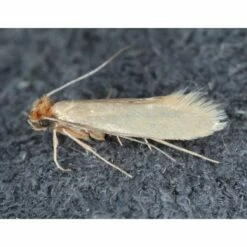 Refona Sluipwespen Tegen Kledingmotten -Trixie Winkel refona sluipwespen tegen kledingmotten 3