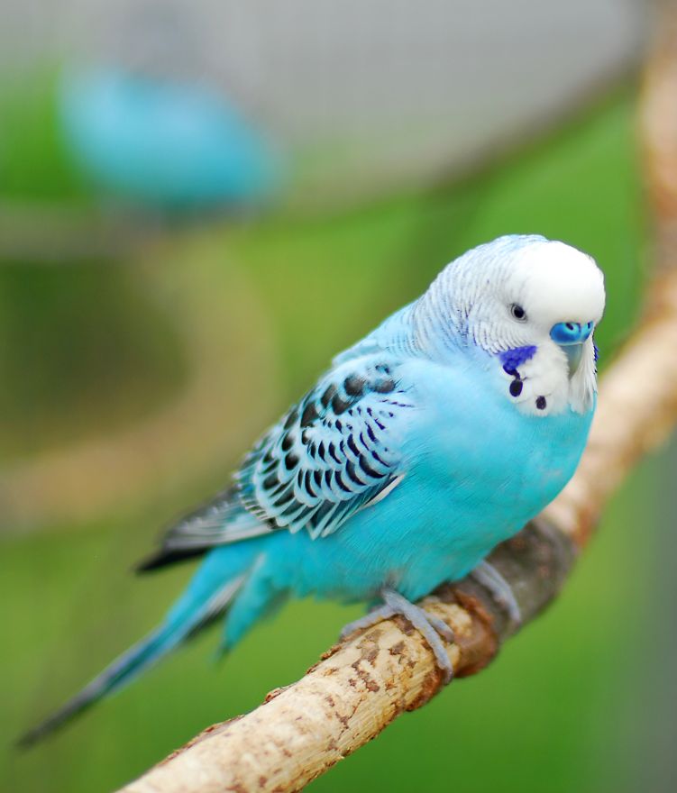 Trixie Winkel -Trixie Winkel shutterstock 685368169 FocusFillWzc1MSw4ODAsIngiLDE2NV0